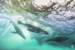 "Wave Riders"

Young seals playing inside the crest of ... by Allen Walker 